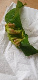 팜모닝 복숭아·병해충상담 게시글 이미지