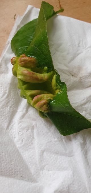 무 하님의 복숭아 · 병해충상담 작성글 사진