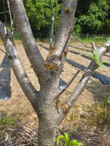 팜모닝 복숭아·병해충상담 게시글 이미지