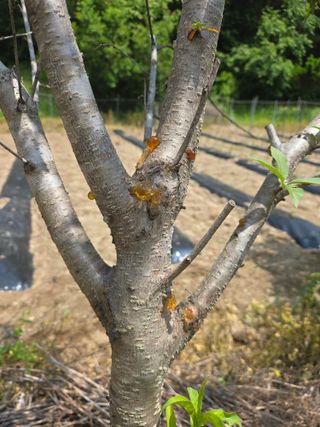 박상근님의 복숭아 · 병해충상담 작성글 사진
