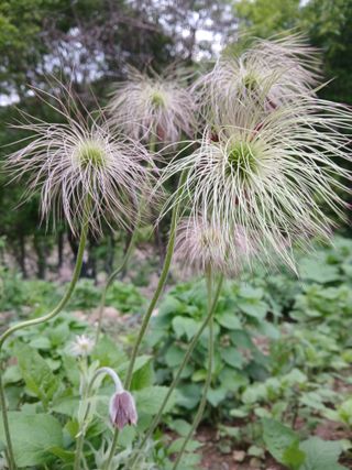 인생은 소풍처럼님의 사과 · 병해충상담 작성글 사진