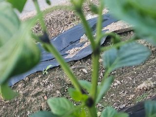 김기만님의 고추 · 병해충상담 작성글 사진