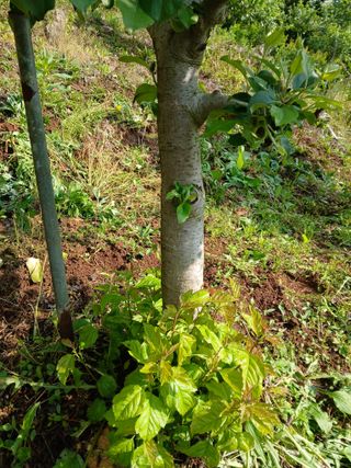 인생은 소풍처럼님의 사과 · 병해충상담 작성글 사진