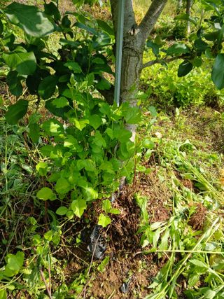 인생은 소풍처럼님의 사과 · 병해충상담 작성글 사진