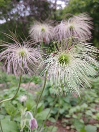 인생은 소풍처럼님의 사과 · 병해충상담 작성글 사진