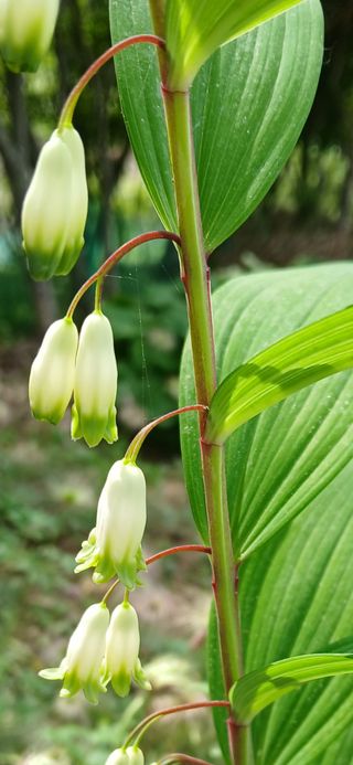 인생은 소풍처럼님의 사과 · 병해충상담 작성글 사진