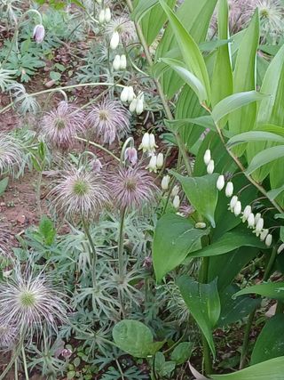 인생은 소풍처럼님의 사과 · 병해충상담 작성글 사진