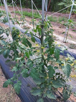 심무재 님의 토마토 · 병해충상담 작성글 사진