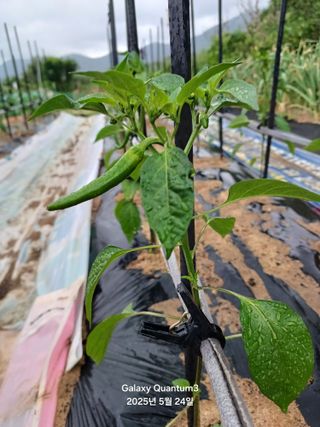 전진규.해돋이님의 고추 · 병해충상담 작성글 사진