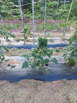 심무재 님의 토마토 · 병해충상담 작성글 사진