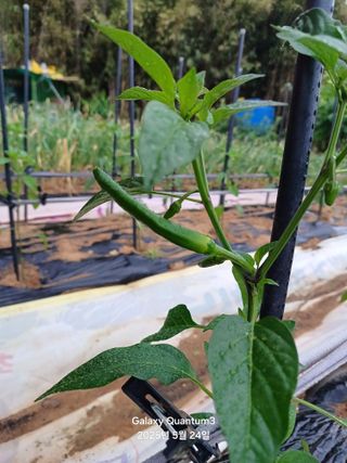 전진규.해돋이님의 고추 · 병해충상담 작성글 사진