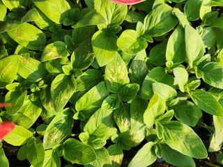 낙엽교목류7282님의 들깨 · 병해충상담 작성글 사진