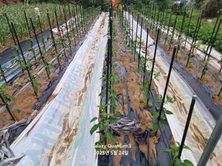 전진규.해돋이님의 고추 · 병해충상담 작성글 사진