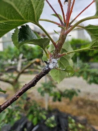 skymoon7님의 사과 · 병해충상담 작성글 사진