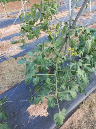 심무재 님의 토마토 · 병해충상담 작성글 사진