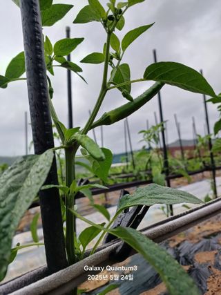 전진규.해돋이님의 고추 · 병해충상담 작성글 사진