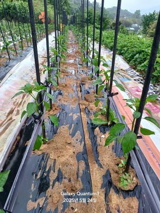 전진규.해돋이님의 고추 · 병해충상담 작성글 사진