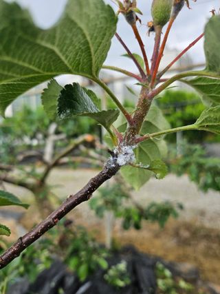 skymoon7님의 사과 · 병해충상담 작성글 사진