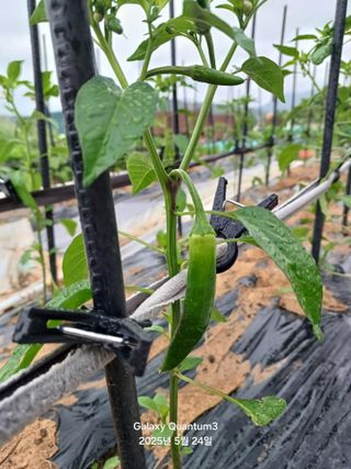 전진규.해돋이님의 고추 · 병해충상담 작성글 사진