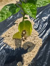 팜모닝 고추·병해충상담 게시글 이미지