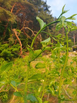 큰골왕자님의 기타작물 · 병해충상담 작성글 사진