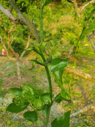 큰골왕자님의 기타작물 · 병해충상담 작성글 사진