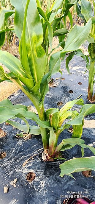 한밭골님의 옥수수 · 병해충상담 작성글 사진