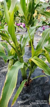 팜모닝 옥수수·병해충상담 게시글 이미지