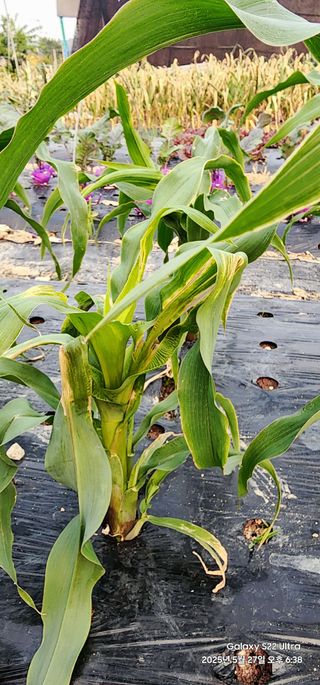 한밭골님의 옥수수 · 병해충상담 작성글 사진