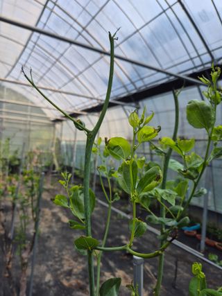 이문규님의 기타작물 · 병해충상담 작성글 사진