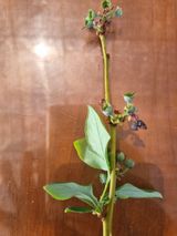 팜모닝 블루베리·병해충상담 게시글 이미지