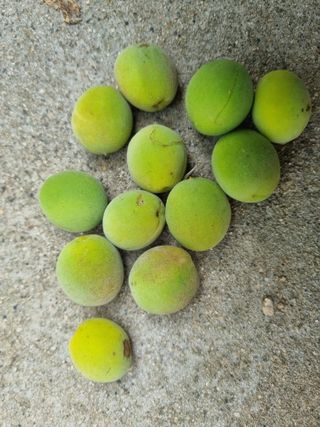 김동희님의 매실 · 병해충상담 작성글 사진