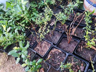 하늘아래삼 님의 블루베리 · 병해충상담 작성글 사진