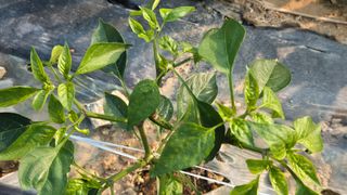 임붕철님의 고추 · 병해충상담 작성글 사진