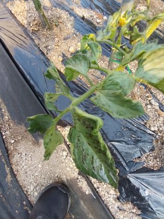 쏘쏘함님의 토마토 · 병해충상담 작성글 사진