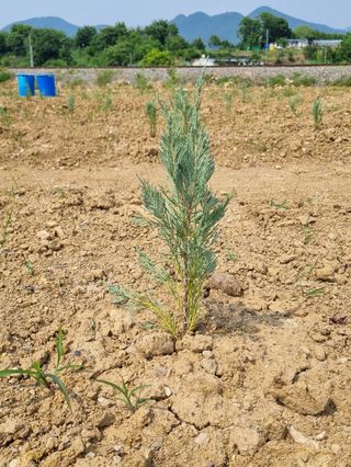 옥전농부(서철)님의 기타작물 · 병해충상담 작성글 사진