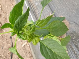 옥수수6509님의 고추 · 병해충상담 작성글 사진