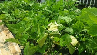 옥수수1071님의 콩 · 병해충상담 작성글 사진