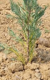 팜모닝 기타작물·병해충상담 게시글 이미지