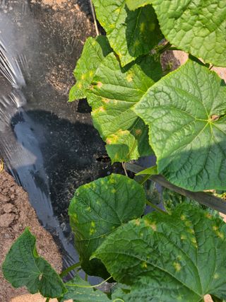 김용규님의 오이·병해충상담 작성글 사진