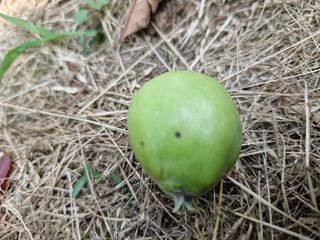 ♡까미♡님의 사과 · 병해충상담 작성글 사진