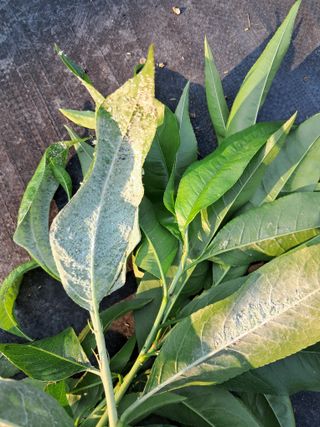 두견새님의 복숭아 · 병해충상담 작성글 사진