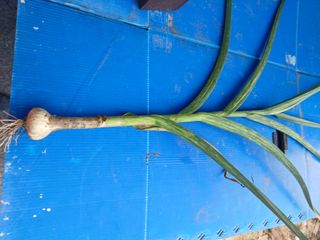 베들임님의 마늘 · 병해충상담 작성글 사진