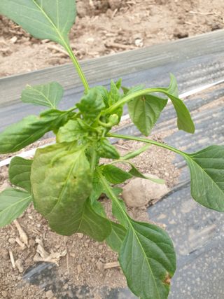 옥수수6509님의 고추 · 병해충상담 작성글 사진