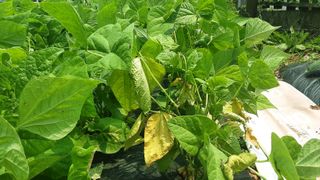 옥수수1071님의 콩 · 병해충상담 작성글 사진