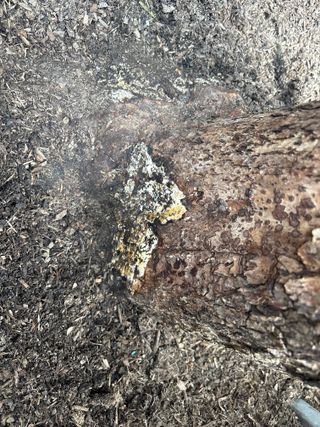 안수진님의 감 · 병해충상담 작성글 사진