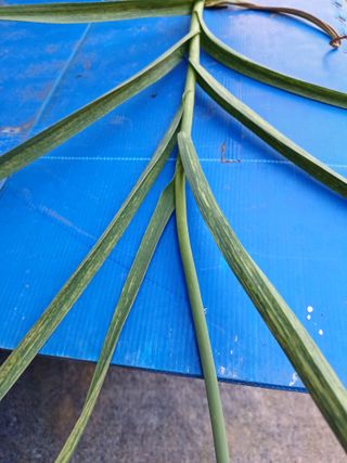 베들임님의 마늘 · 병해충상담 작성글 사진