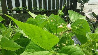 옥수수1071님의 콩 · 병해충상담 작성글 사진