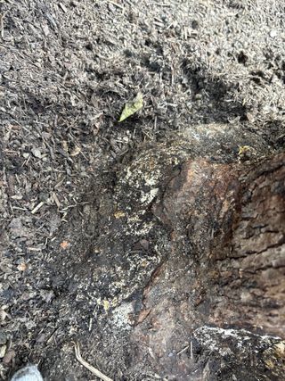 안수진님의 감 · 병해충상담 작성글 사진