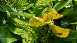 옥수수1071님의 콩 · 병해충상담 작성글 사진